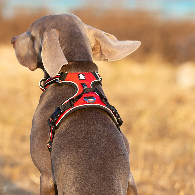 Truelove-arnés para perros de  - Running Gear Dog reseña y precio