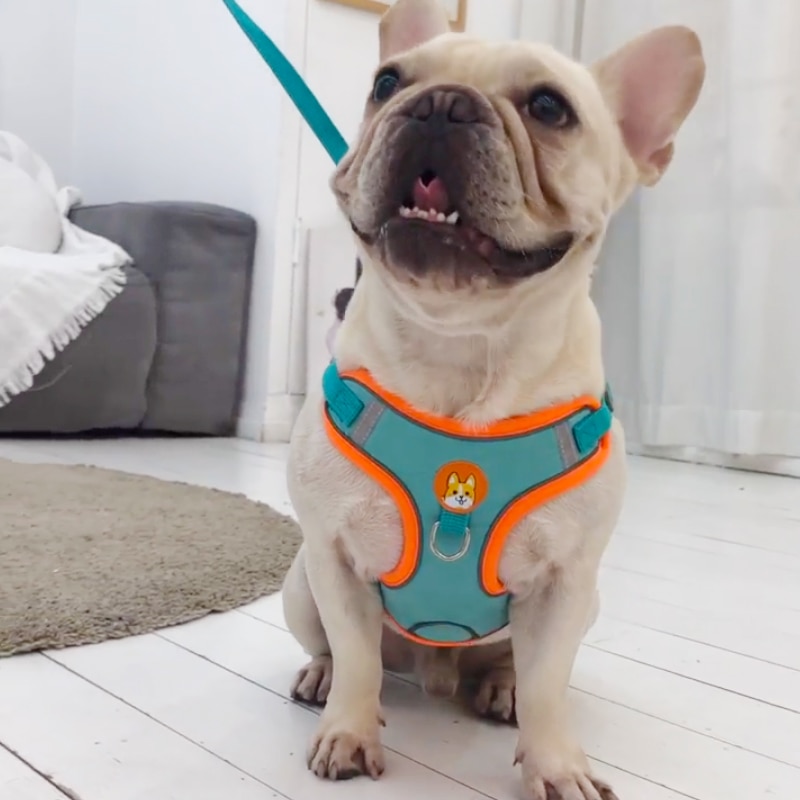Arnés reflectante ajustable si - Running Gear Dog reseña y precio